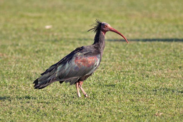 Northern-Bald-Ibis-ad-pl_23